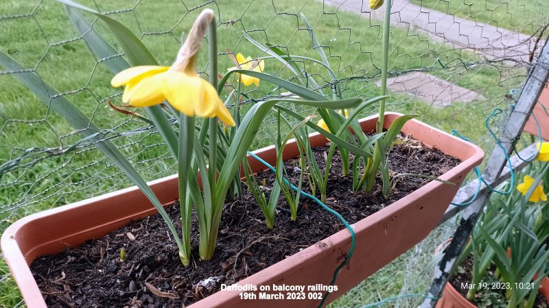 Daffodils on balcony railings 19th March 2023 002.jpg