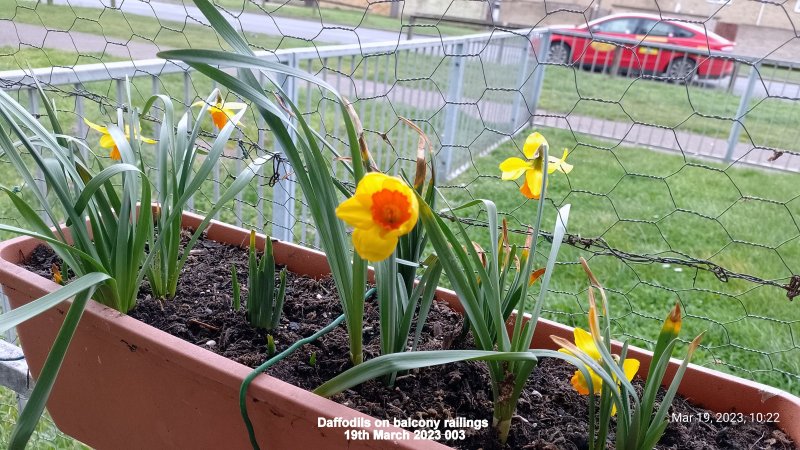 Daffodils on balcony railings 19th March 2023 003.jpg