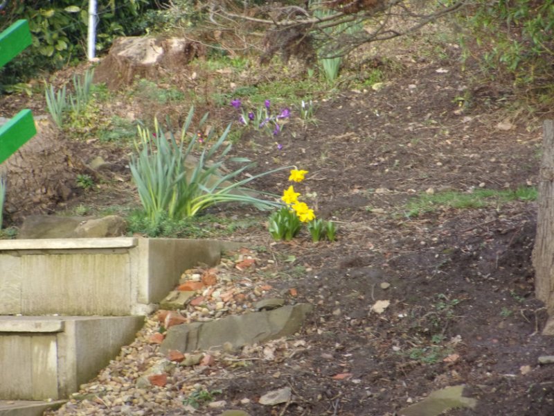 Daffodils_0001.JPG