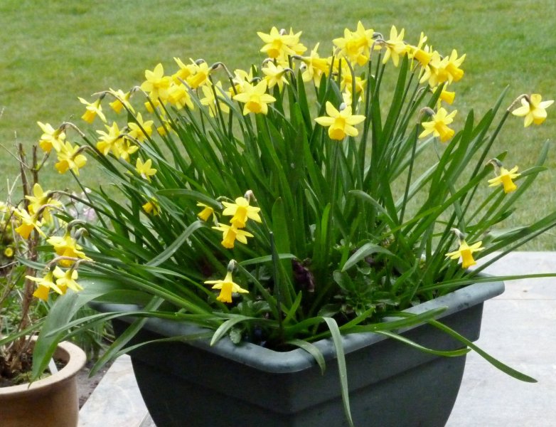 Daffs today  12  4  2013 002.JPG