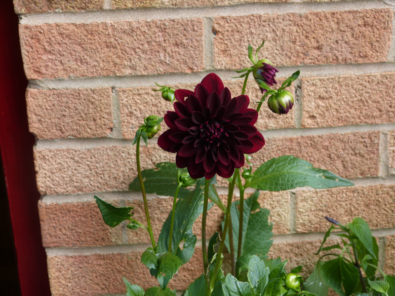 Dahlia Arabian Night.JPG