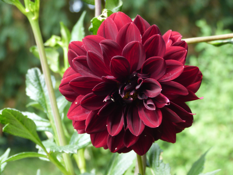 Dahlia ArabianNight.JPG