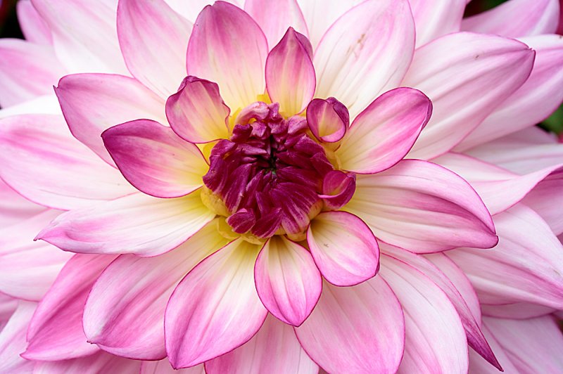 Dahlia-B&Q.jpg