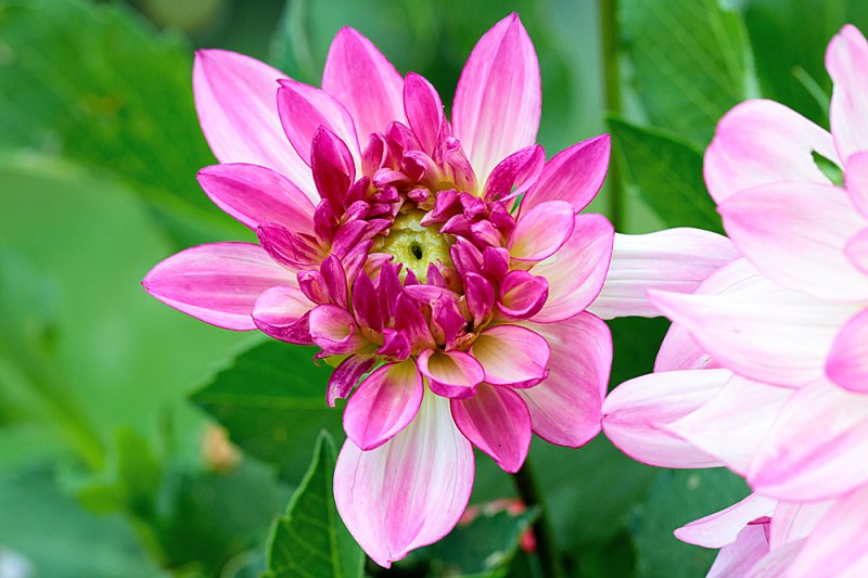 Dahlia-B&Q-Sincerity.jpg