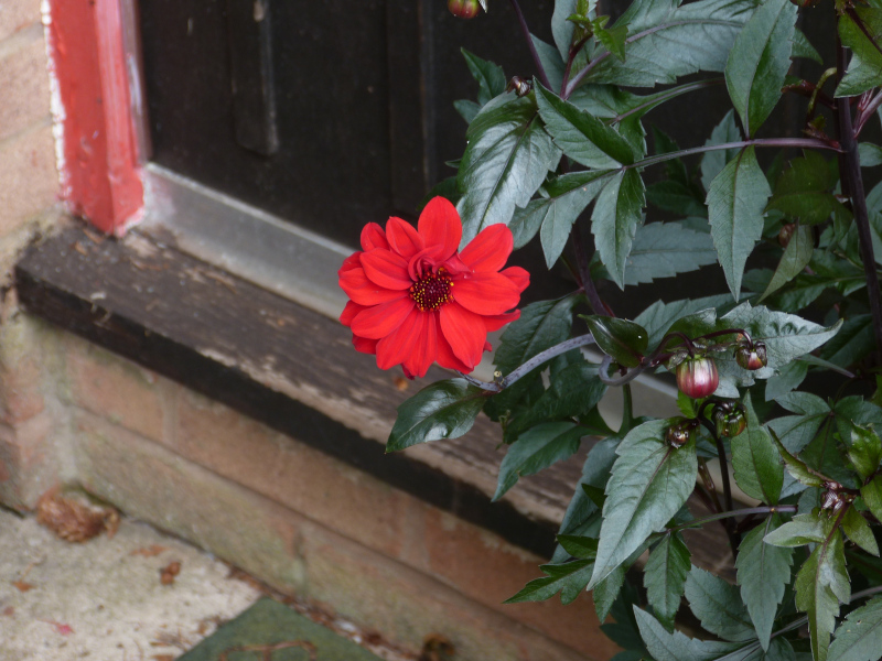 Dahlia Bishop of Llandaff.JPG