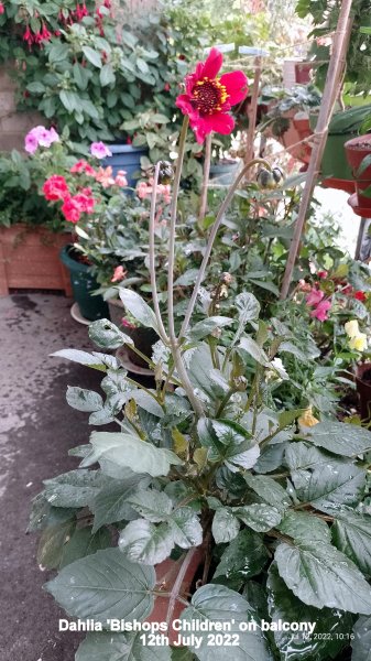 Dahlia 'Bishops Children' on balcony 12th July 2022.jpg