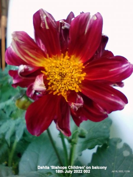 Dahlia 'Bishops Children' on balcony 18th July 2022 002.jpg