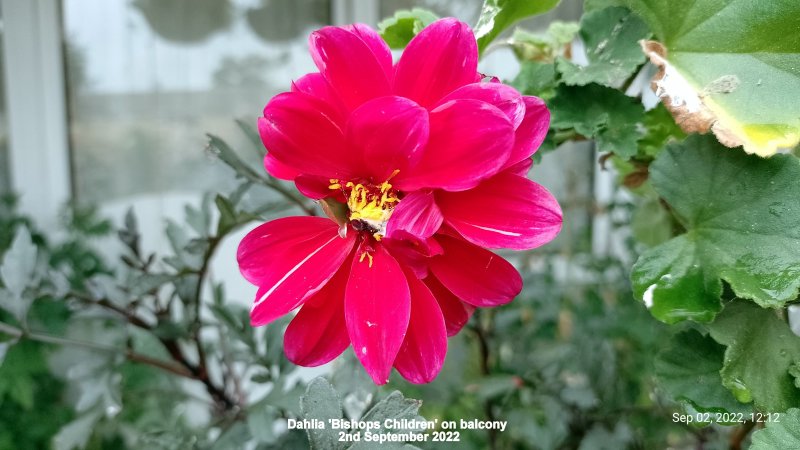 Dahlia 'Bishops Children' on balcony 2nd September 2022.jpg