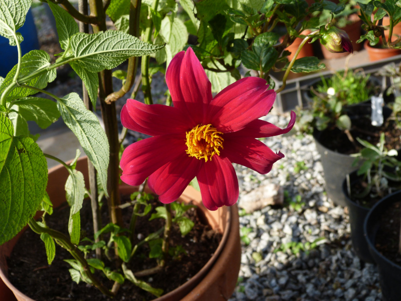 Dahlia coccinea 2.JPG