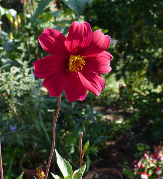 Dahlia Coccinea Great Dixter 2017.JPG