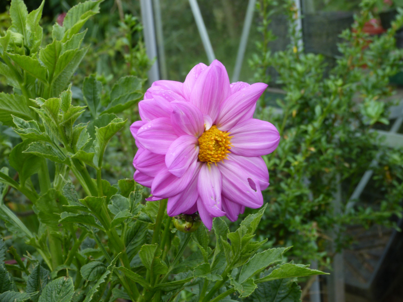 Dahlia excelsa.JPG