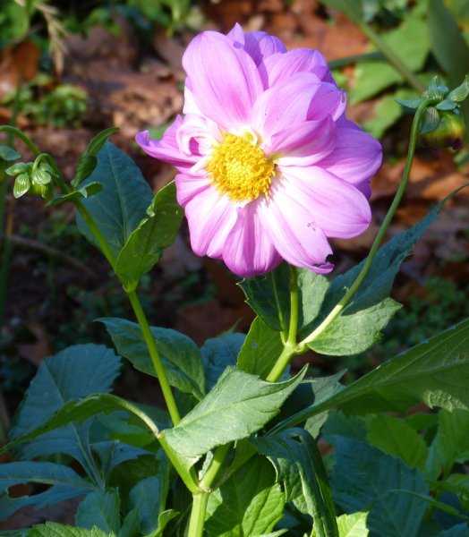 Dahlia excelsa.JPG