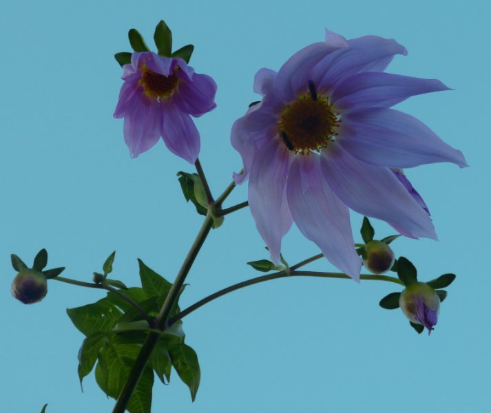 Dahlia imperialis 4.JPG