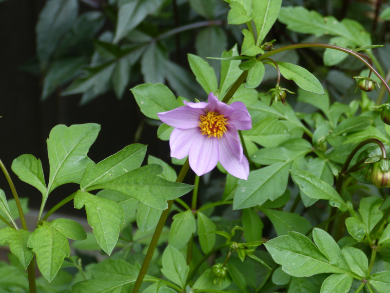 Dahlia merckii.JPG