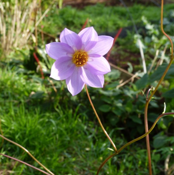 Dahlia merckii.JPG