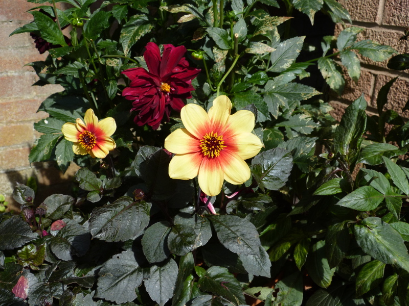 Dahlia Moonfire 2017.JPG