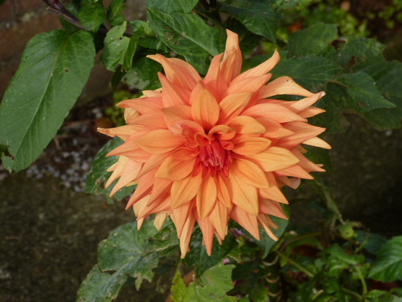 Dahlia Mrs Eileen.JPG