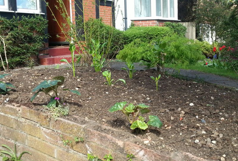 dahlias front garden.jpg