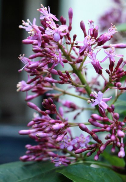 Daily Flower Candy_ Fuchsia arborescens.jpg