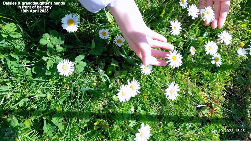 Daisies in front of balcony 19th April 2023.jpg