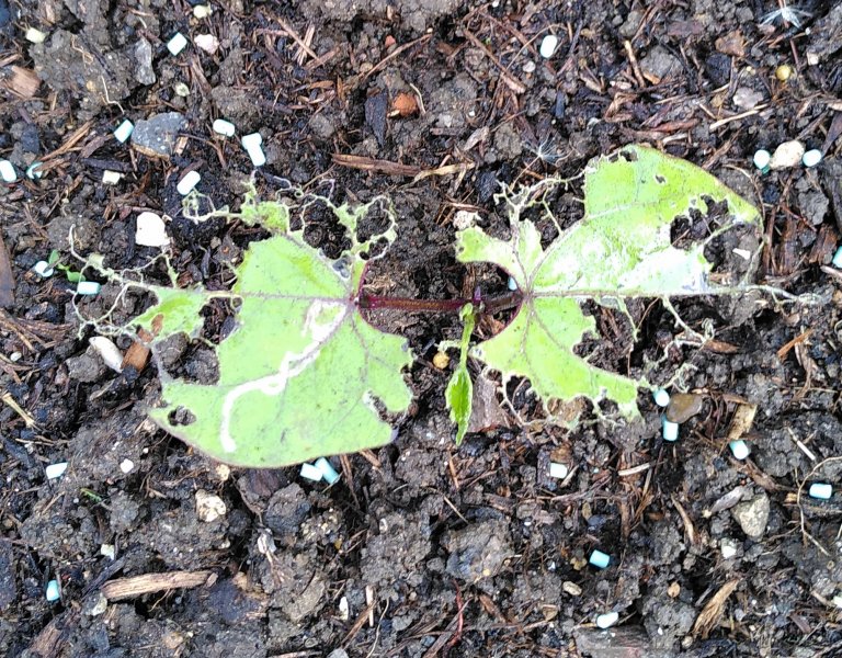 Damage to french bean seedling.jpg