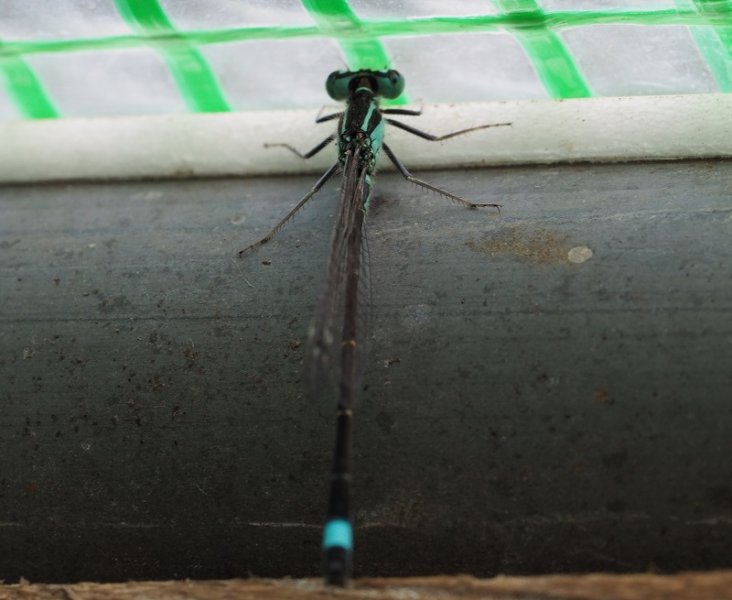 damsel 2020 polytunnel.jpg