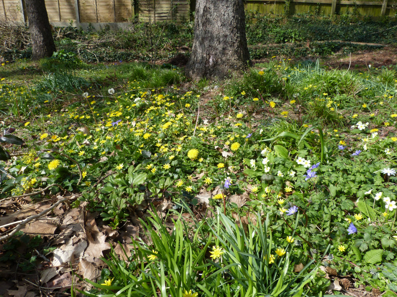 Dandelion and lessr celandine.JPG