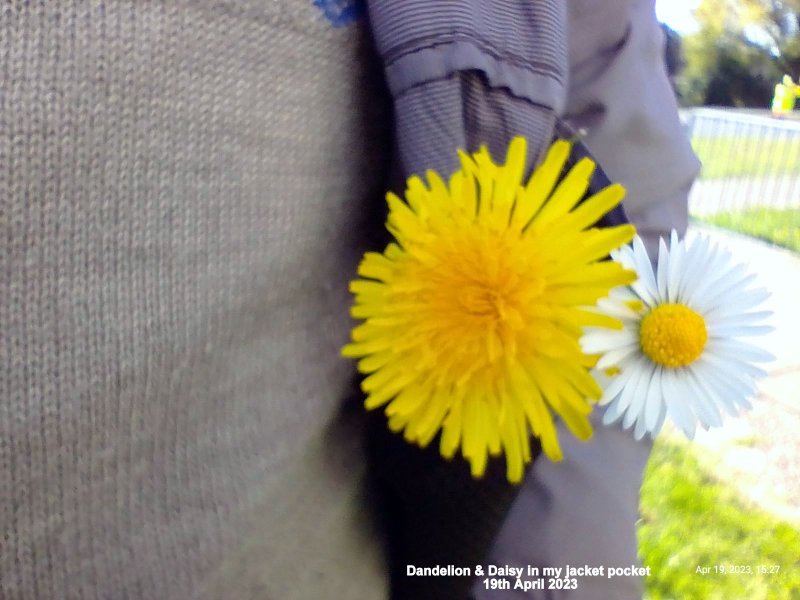 Dandelion & Daisy in my jacket pocket 19th April 2023.jpg