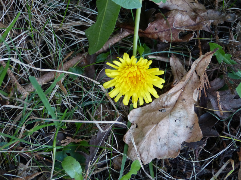 Dandelion.JPG