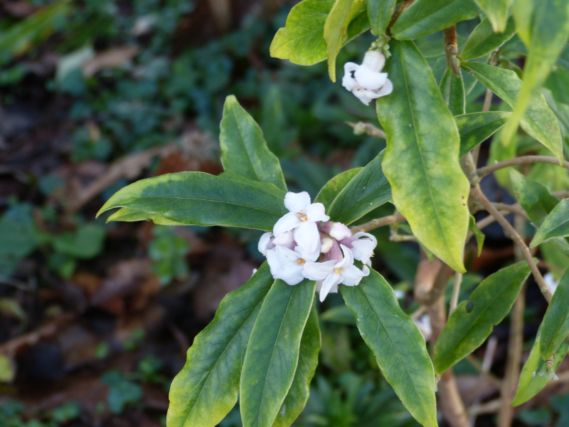 Daphne bholula Darjeeling.JPG