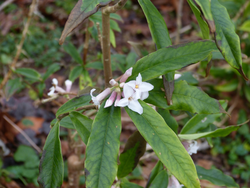 Daphne bhoula Darjeeling.JPG