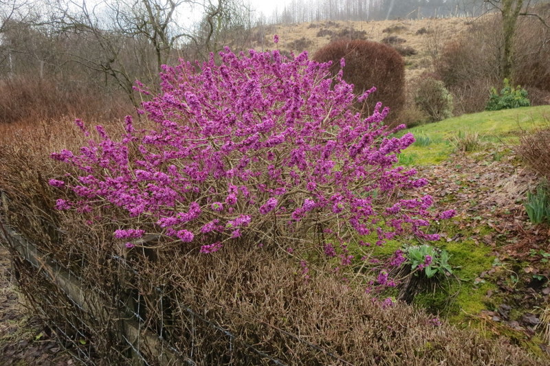 DAPHNE  MEZEREUM 23-03-2015 10-32-49.JPG