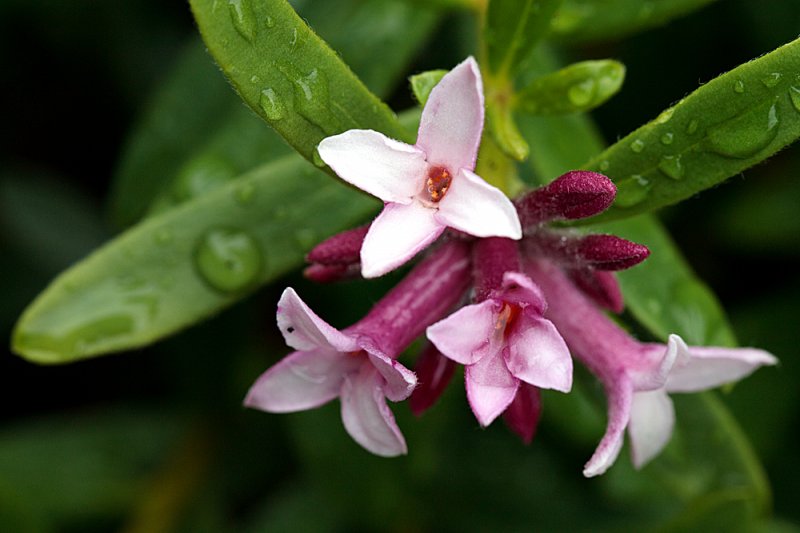 Daphne-Pink-Fragrance.jpg