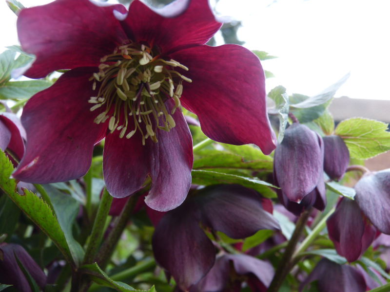 Dark Hellebore.JPG