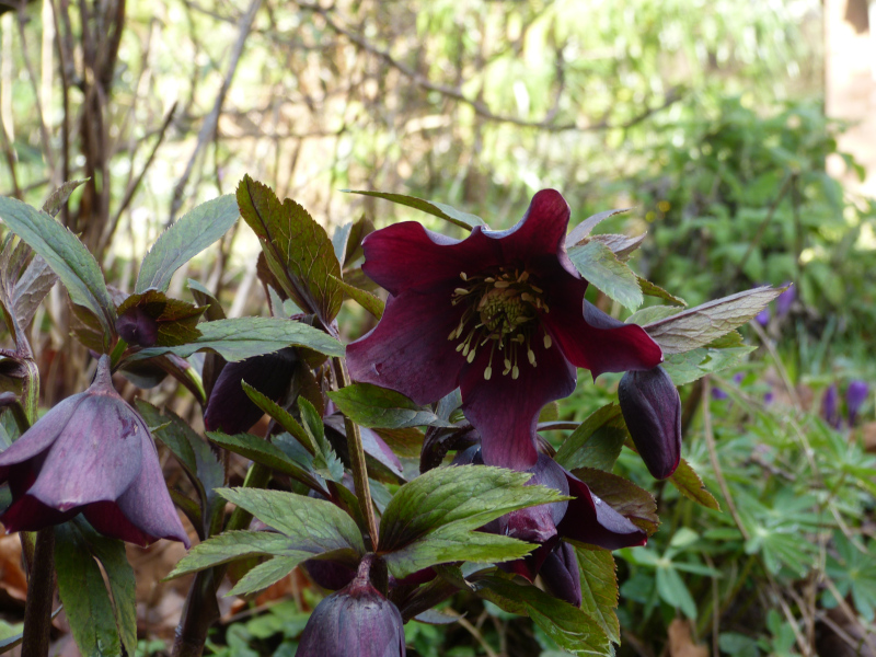 Dark Hellebore.JPG