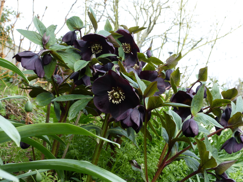 Dark Hellebore.JPG