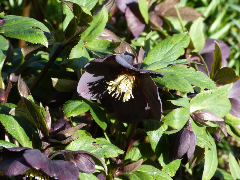 Dark single hellebore.JPG