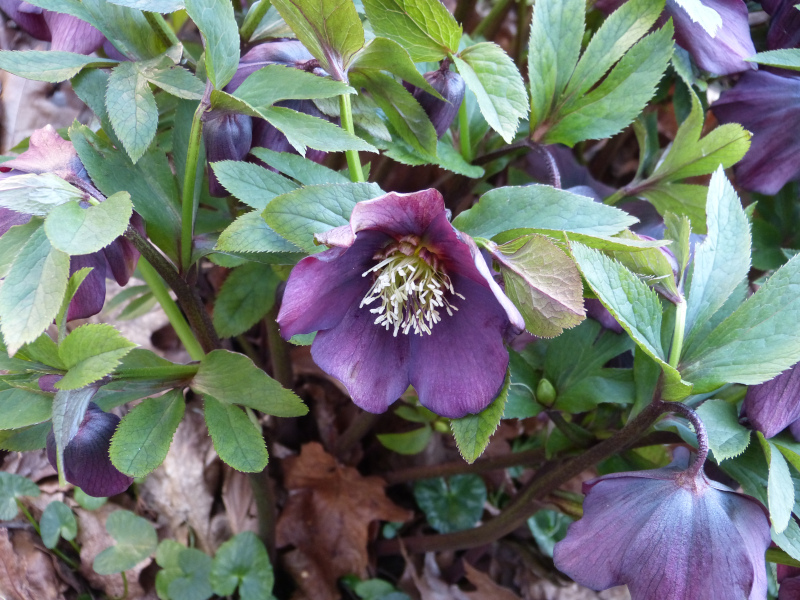 Dark single hellebore seedling.JPG