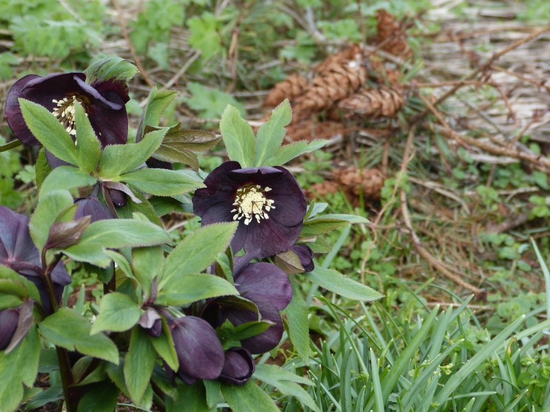 Dark single hellebore2.JPG