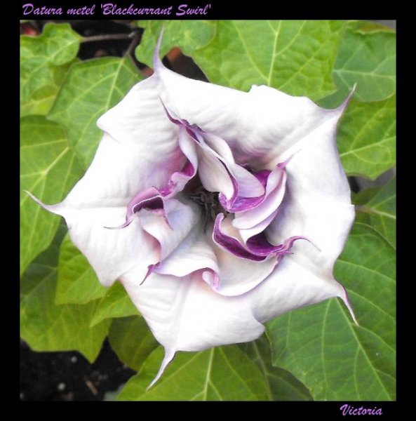 Datura metel 'Blackcurrant Swirl'.JPG