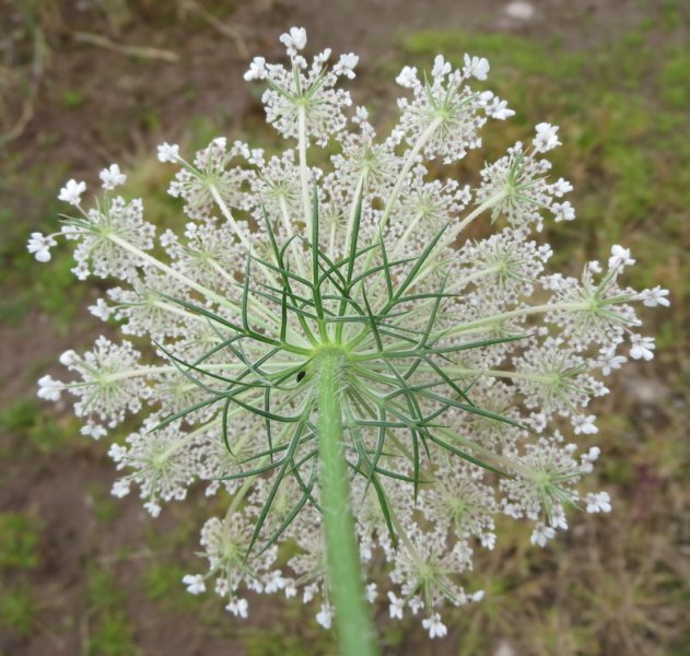 DAUCUS  CAROTA  QUEEN  ANNES  LACE 03-08-2016 12-27-52.JPG