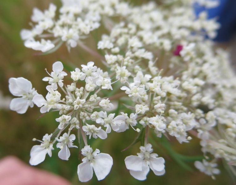 DAUCUS  CAROTA  QUEEN  ANNES  LACE 03-08-2016 12-33-55.JPG