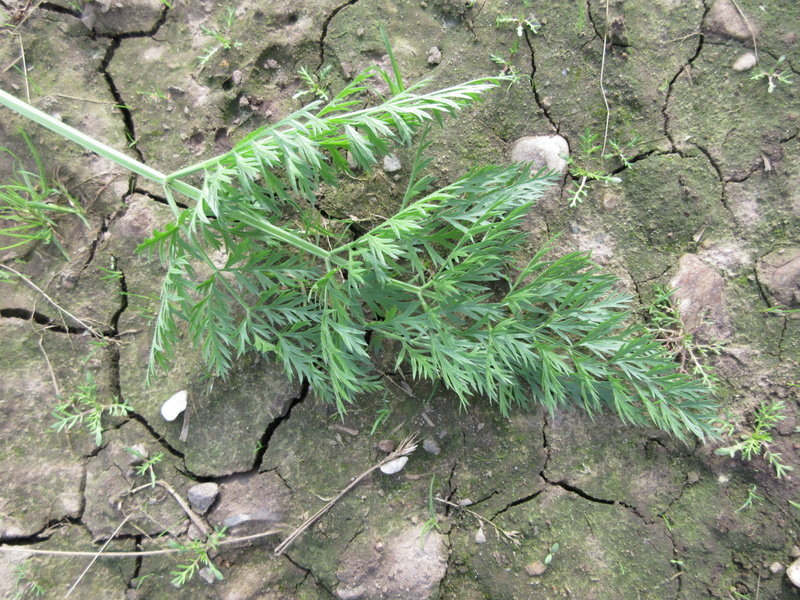 DAUCUS  CAROTA  SUBSP SATIVUS 15-09-2021 14-34-41.JPG