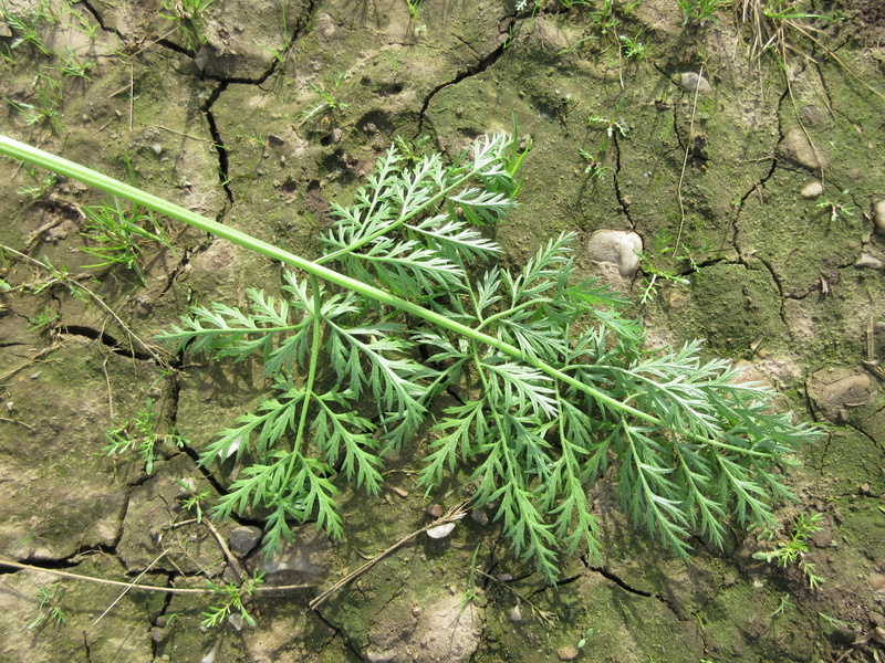 DAUCUS  CAROTA  SUBSP SATIVUS 15-09-2021 14-34-53.JPG