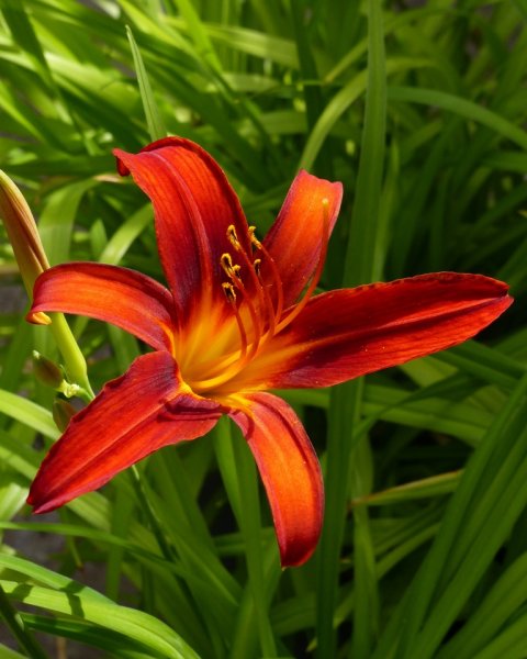 Day Lily.jpg