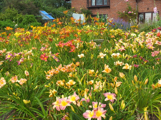 daylily bed.jpg