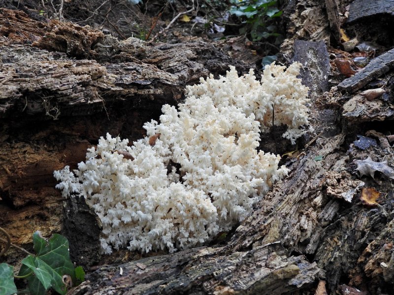 DCoral fungus 1.JPG