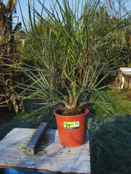 Dec 08 butia capitata088.jpg