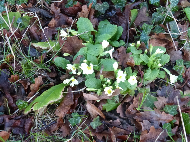 Dec primroses.jpg