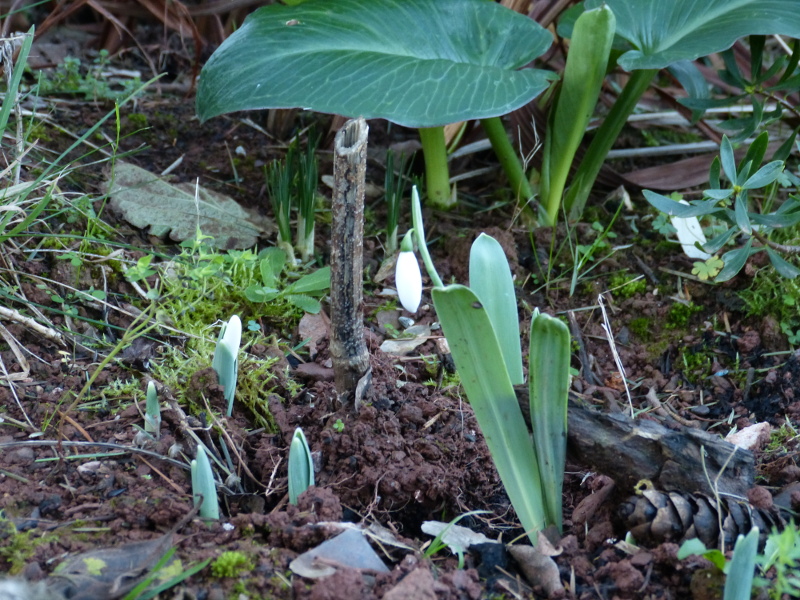 December snowdrop.JPG